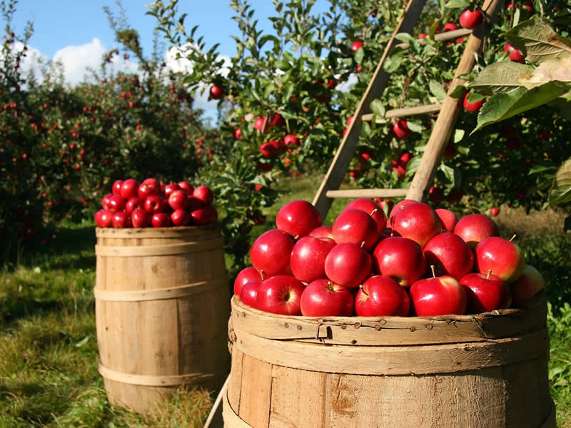 水溶肥在保护地栽培中的环境调控